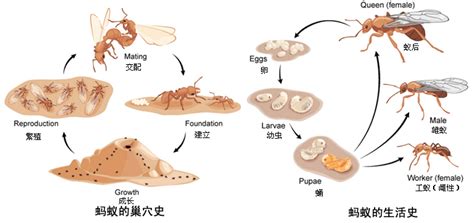 螞蟻一生|螞蟻網書